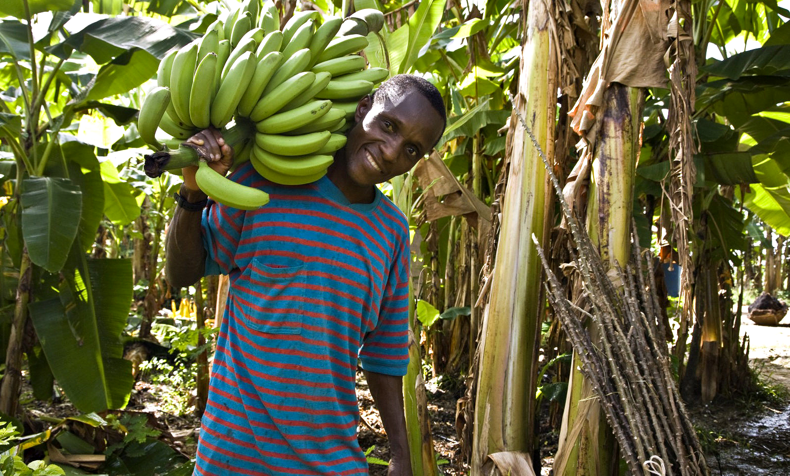 Плантации бананов в Эквадоре