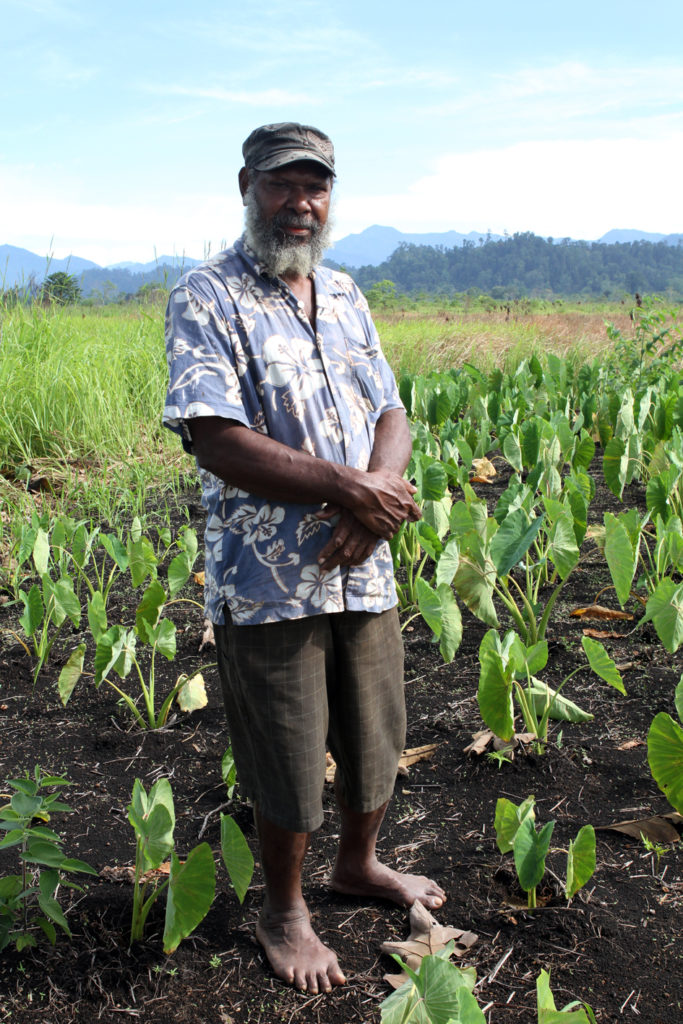 photo of man standing in a field of taro